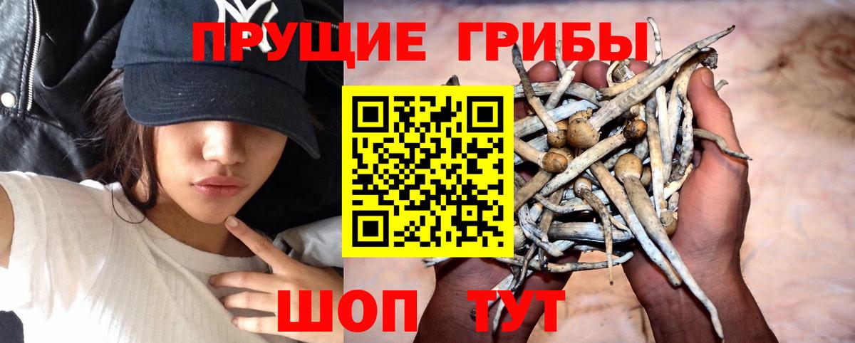 Галлюциногенные грибы GOLDEN TEACHER Черногорск