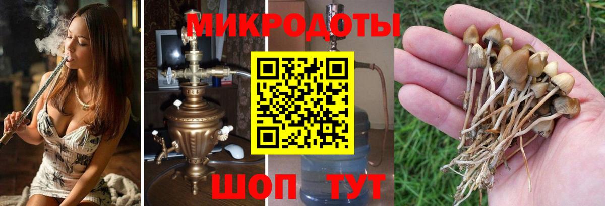 Галлюциногенные грибы MAGIC MUSHROOMS  наркота  Черногорск  Вход с VPN 